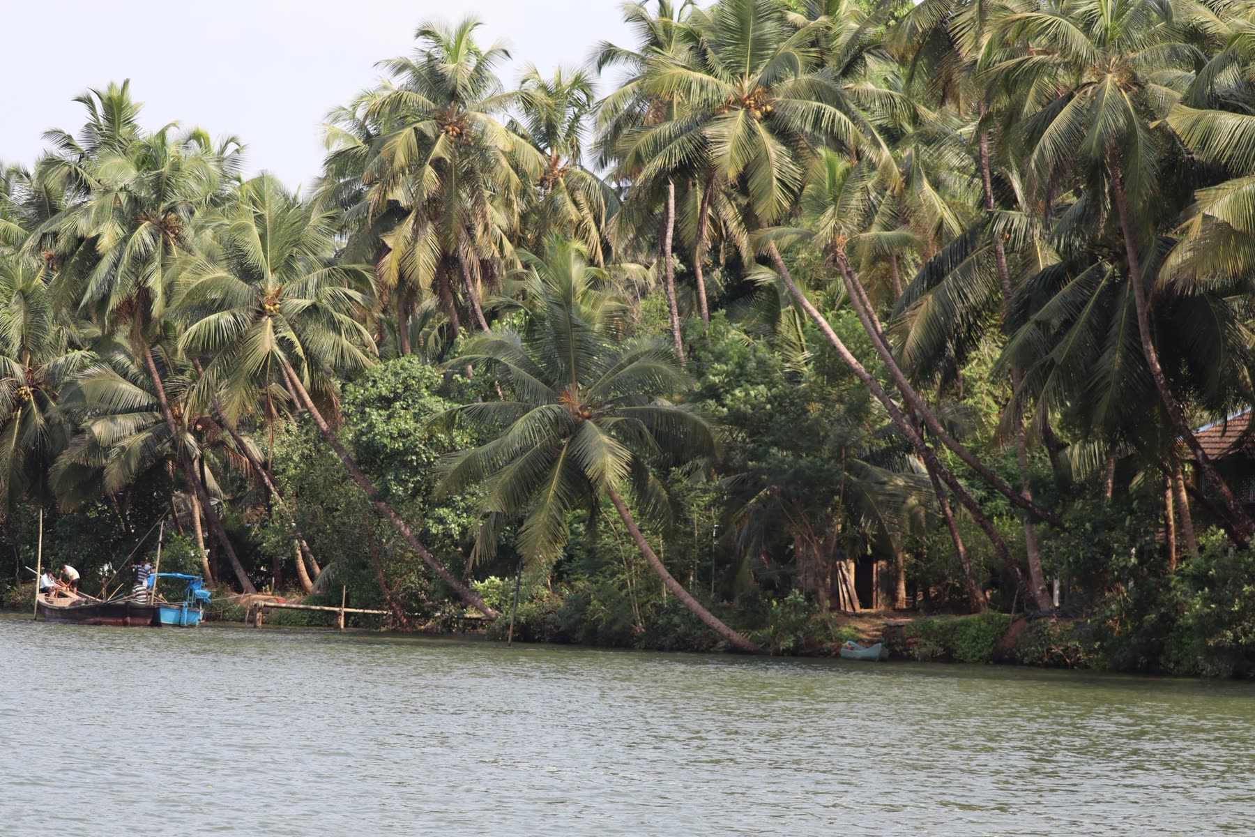 Coconut palms along a South Indian riverbank
